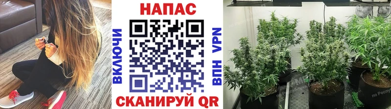 MEGA онион  Чапаевск  Шишки марихуана план  наркотики 